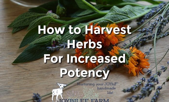 Are herbs for potency worth using?