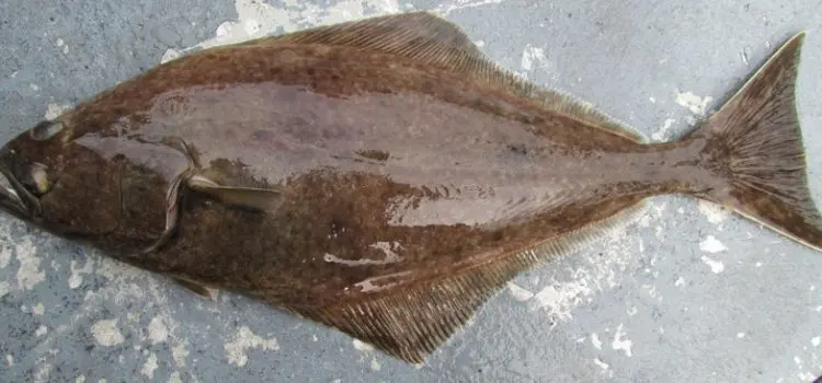 Arrow-toothed halibut: description, habitat, fishing, how to cook