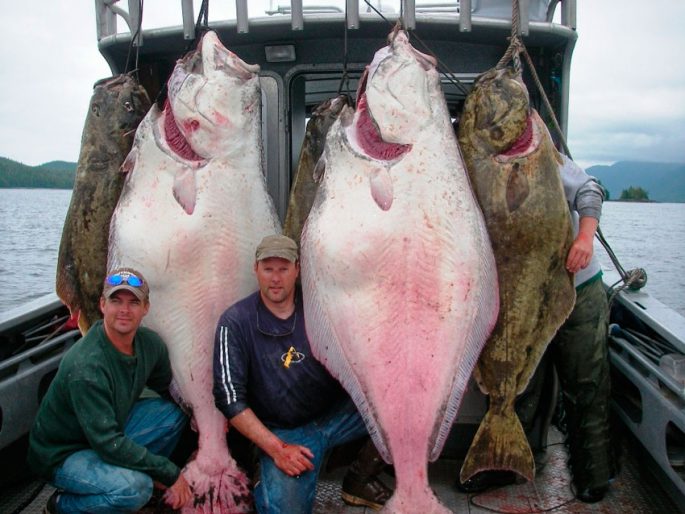 Arrow-toothed halibut: description, habitat, fishing, how to cook