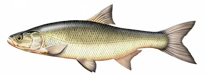 Asp: a description of the fish, where it lives, what it eats