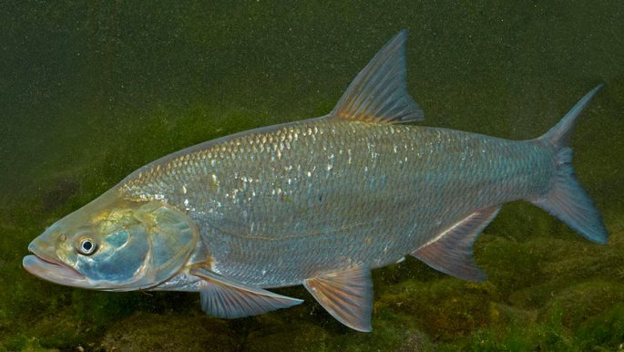 Asp: a description of the fish, where it lives, what it eats