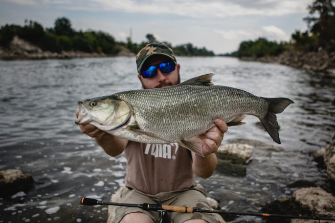 Asp: a description of the fish, where it lives, what it eats