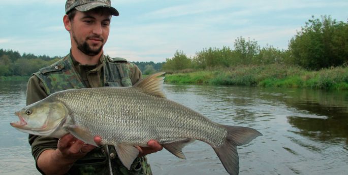 Asp fishing on small rivers: the choice of gear and lures