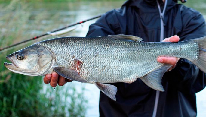 Asp fishing on small rivers: the choice of gear and lures