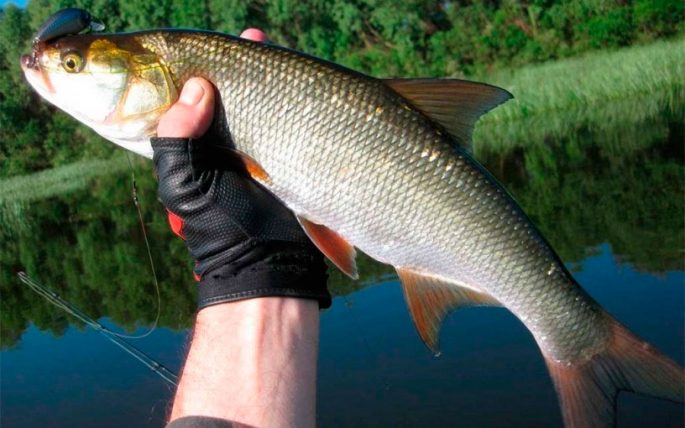 Asp fishing on small rivers: the choice of gear and lures