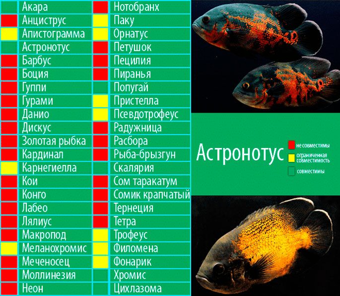 Astronotus: description, maintenance and care in the aquarium, reproduction