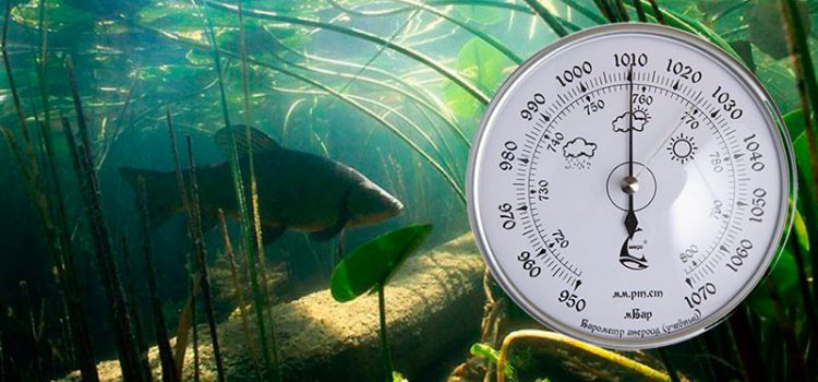 При каком атмосферном давлении рыба лучше клюет, высоком и низком давлении