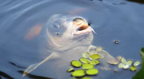 At what atmospheric pressure does the fish bite better, high and low pressure