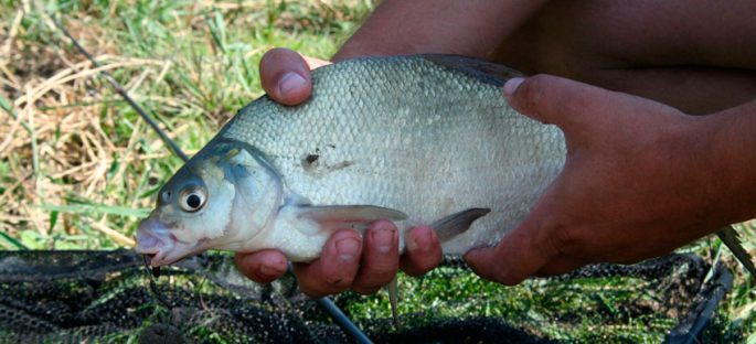 Bait for bream, an overview of the best baits by season