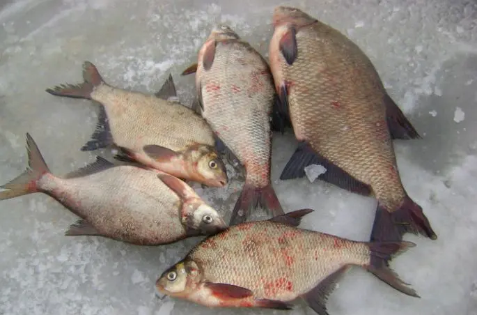 Bait for bream, an overview of the best baits by season