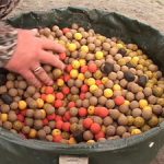 Bait for carp and carp with their own hands, homemade recipes