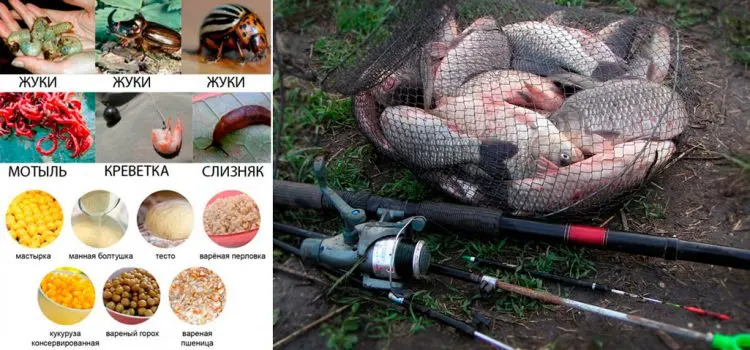 Bait for carp fishing: spring, summer, autumn, winter