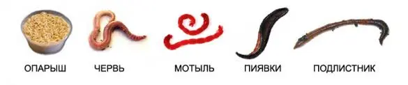 Bait for carp fishing: spring, summer, autumn, winter