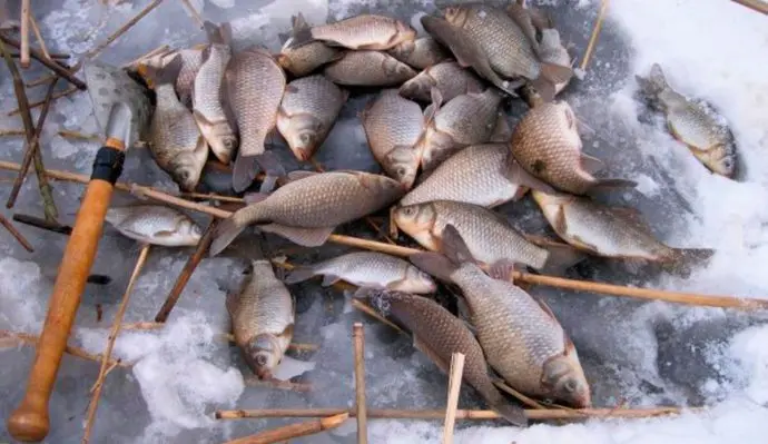 Bait for carp fishing: spring, summer, autumn, winter