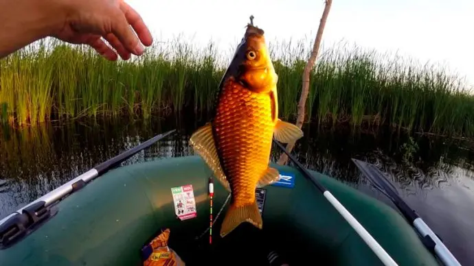 Bait for carp fishing: spring, summer, autumn, winter