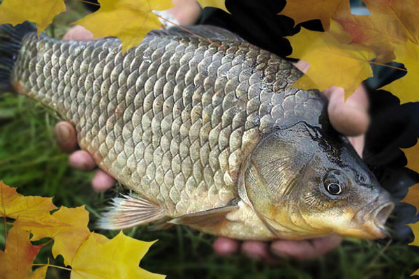 Bait for carp fishing: spring, summer, autumn, winter