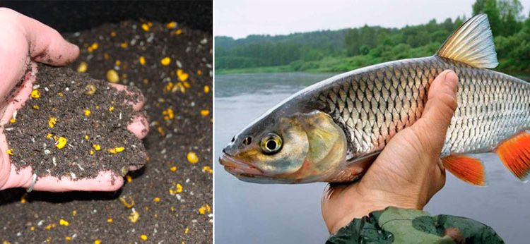 Bait for chub: a recipe for making your own hands