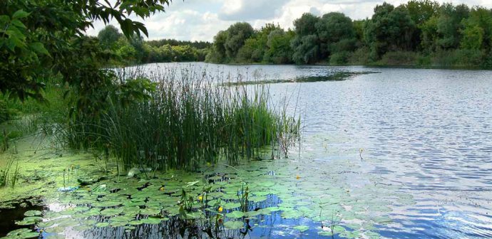 Bait for chub: a recipe for making your own hands