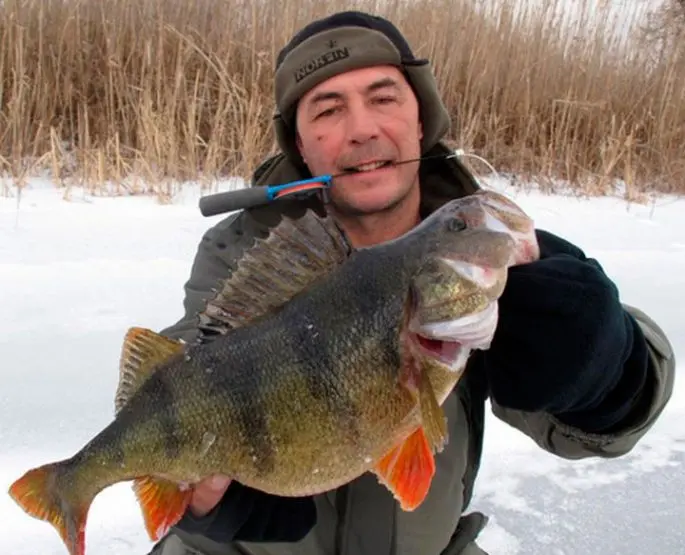 Bait for winter fishing with your own hands - the best recipes