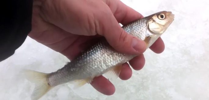 Bait for winter fishing with your own hands - the best recipes