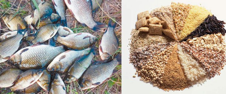 Söödad ja peibutussöödad ristikarpkaladele: loomsed ja taimsed söödad