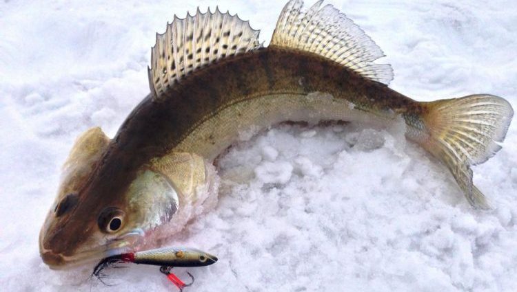 מאזנים לדיג חורף: דיג קרח לטורף, תכונות של פתיונות ודירוג הדגמים הטובים ביותר