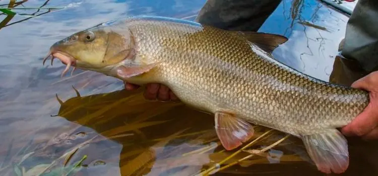 Barbel fishing: tackle, lures, donkey fishing in the Kuban