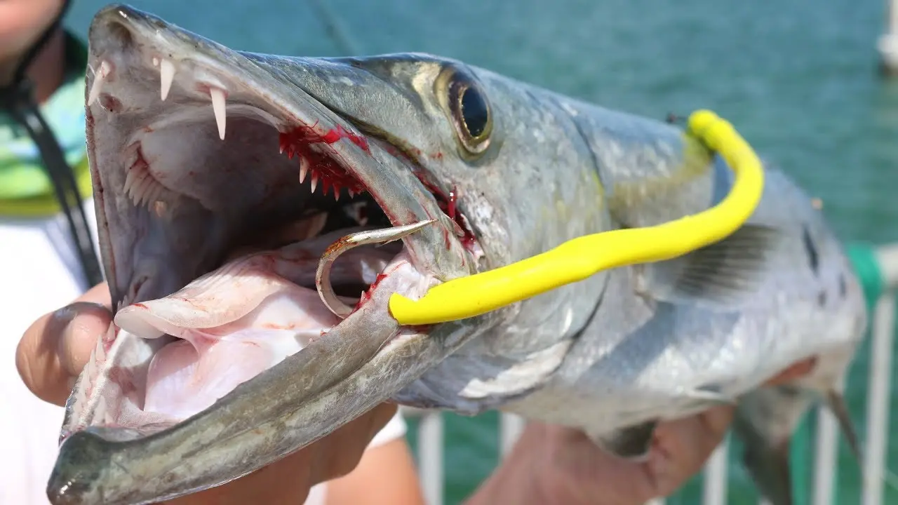 Barracuda fishing: where to catch, fishing methods, lures and baits