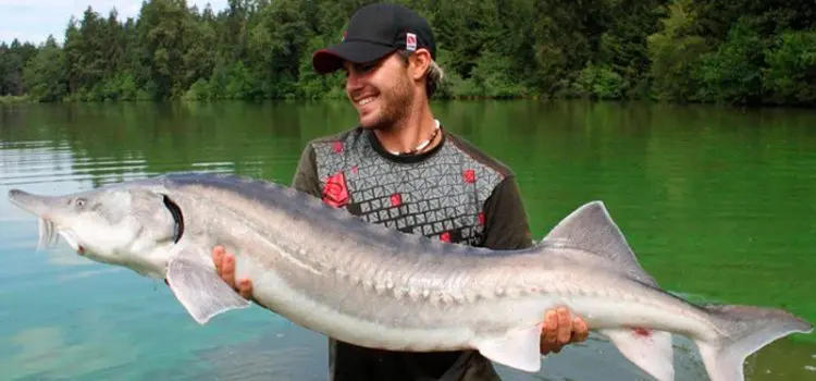 Beluga fish: appearance, weight, habitat, conservation status