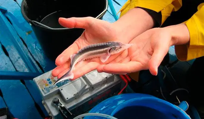 Beluga fish: appearance, weight, habitat, conservation status