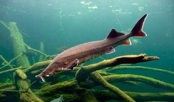 Beluga fish: appearance, weight, habitat, conservation status