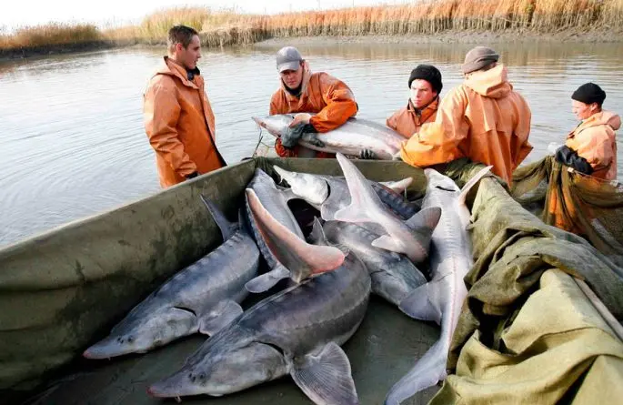 Beluga fish: appearance, weight, habitat, conservation status