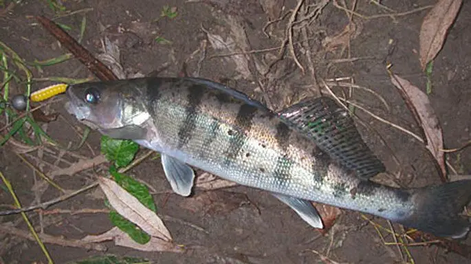 Bersh fish: description, difference from pike perch, cooking recipes