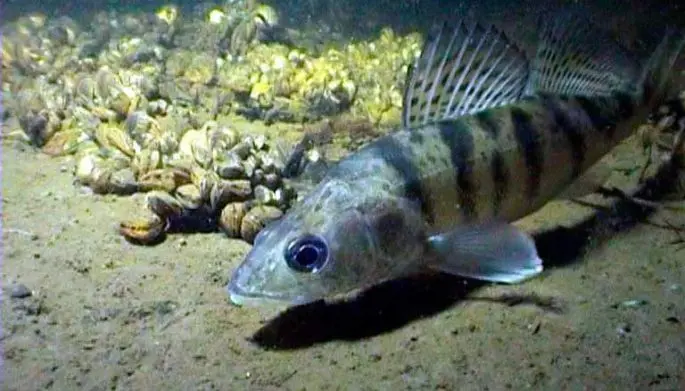 Bersh fish: description, difference from pike perch, cooking recipes