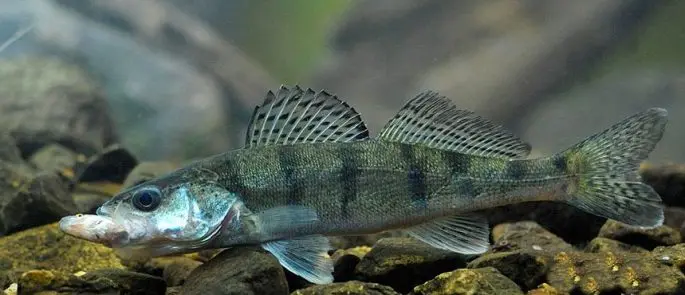 Bersh fish: description, difference from pike perch, cooking recipes