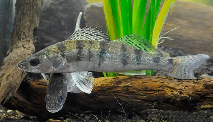 Bersh fish: description, difference from pike perch, cooking recipes