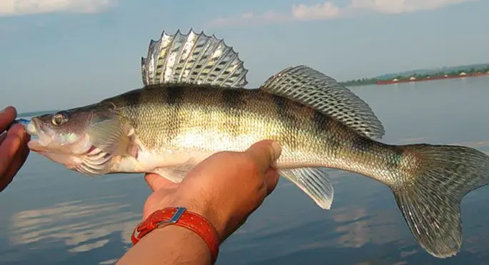 Bersh fish: description, difference from pike perch, cooking recipes