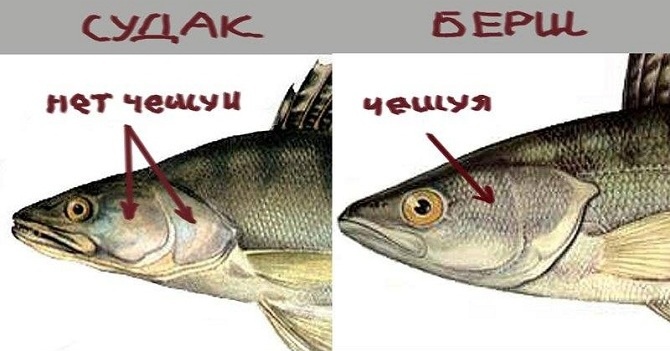 Bersh fish: description, difference from pike perch, cooking recipes