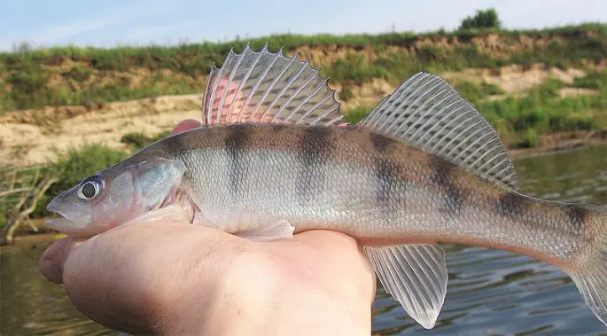 Bersh fish: description, difference from pike perch, cooking recipes