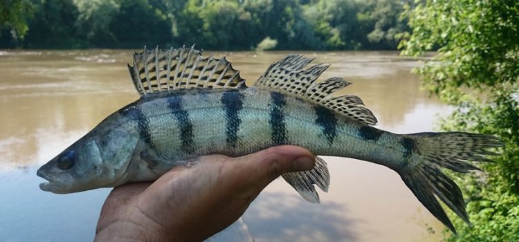 Pește bersh: fotografie, descriere și diferențe între pește bersh și biban