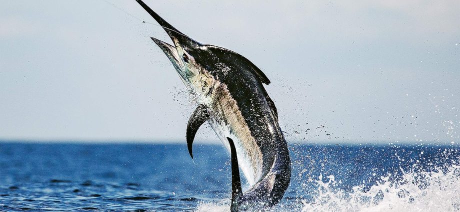 Marlin hitam: semua tentang cara menangkap marlin laut hitam