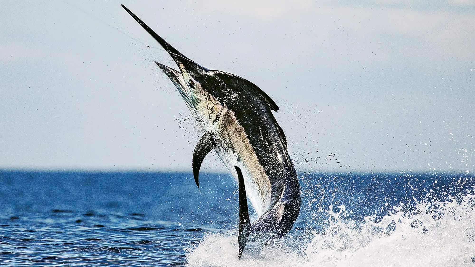 Black marlin: all about how to catch black sea marlin