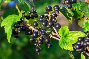 Blackcurrant &#8211; properties, uses and effects