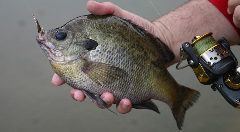 Blue bream fishing: ways to catch blue bream on a feeder in spring and summer