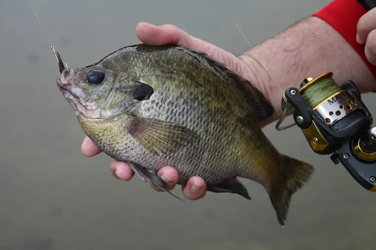 Blue bream fishing: ways to catch blue bream on a feeder in spring and summer