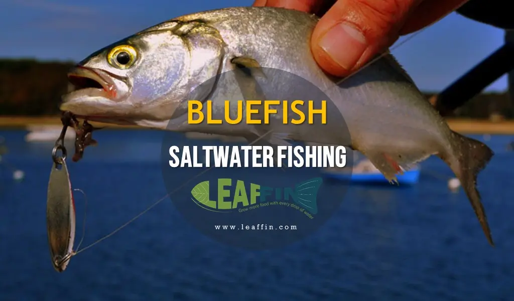 Bluefish fishing: methods, lures and places to fish