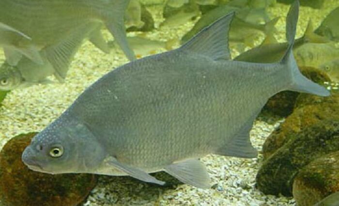 Besugo: descripción, hábitat, alimentación y hábitos de los peces.