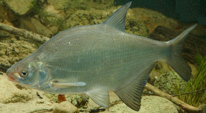 Bream: description, habitat, food and habits of fish