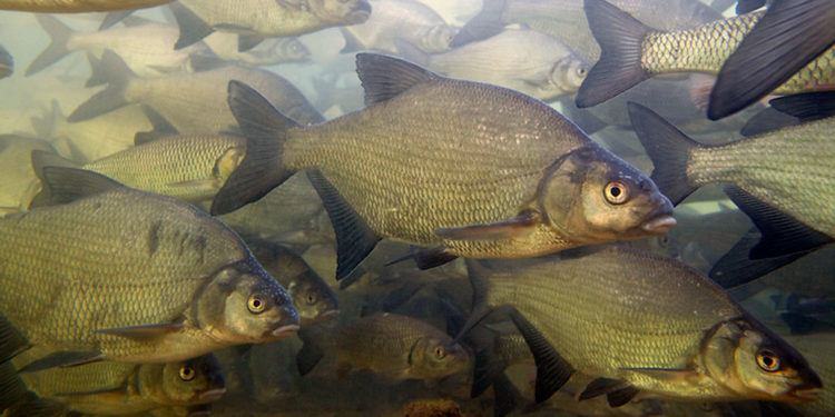 Bream: description, habitat, food and habits of fish