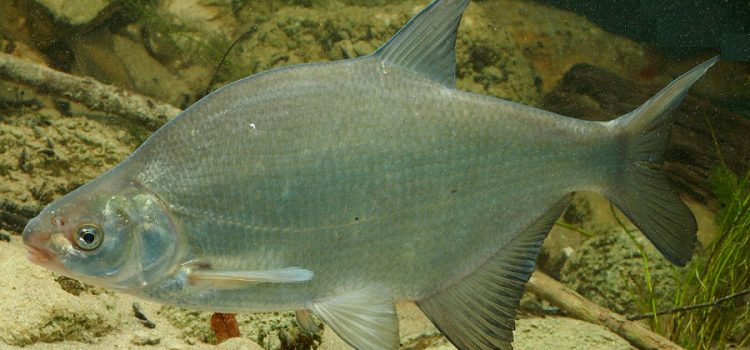 Bream: description of fish, habitat, spawning, best biting period